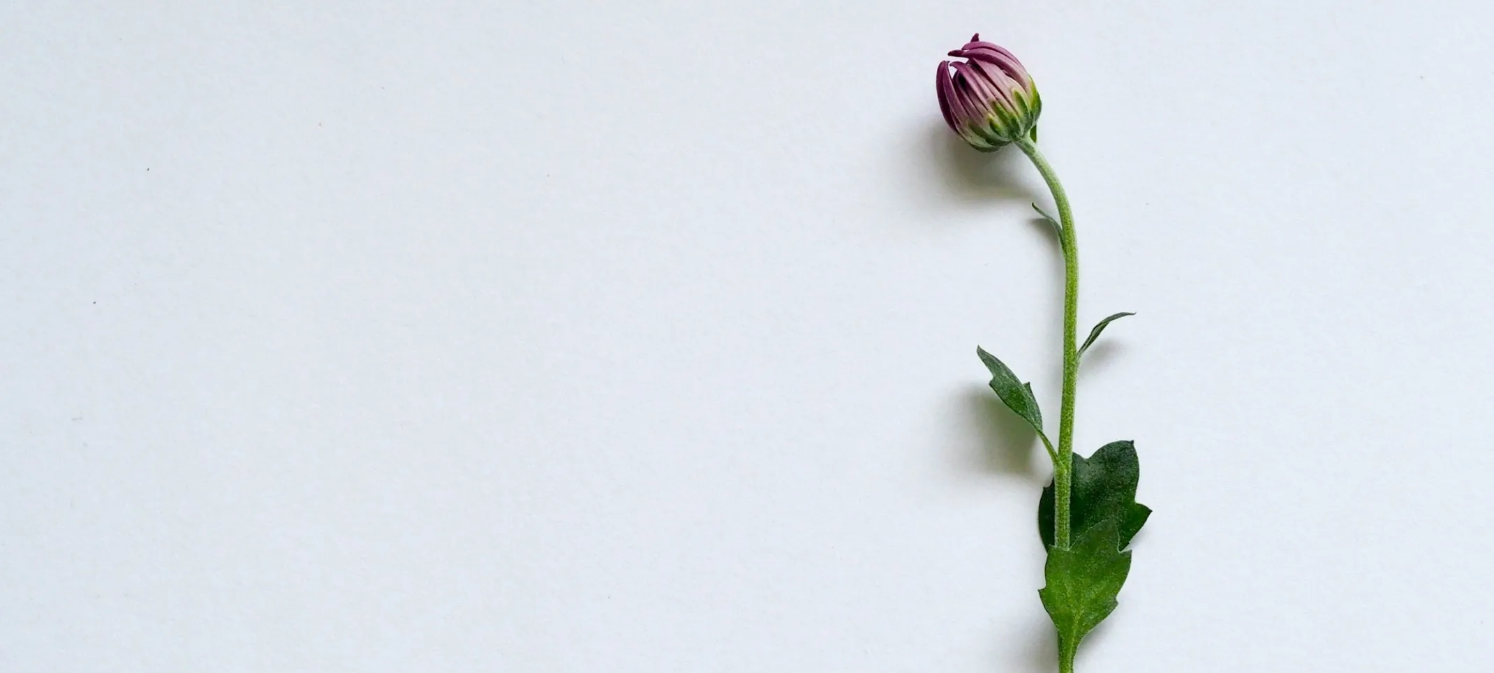 A single budding flower set against a light gray background